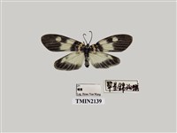 藏品(單星錦斑蛾)的圖片